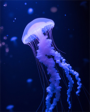 animals_12
